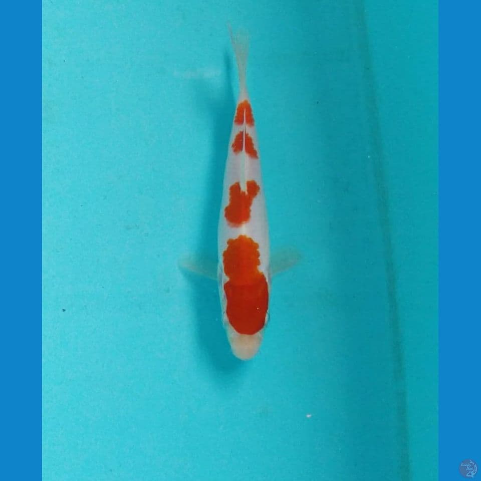 kohaku 15cm