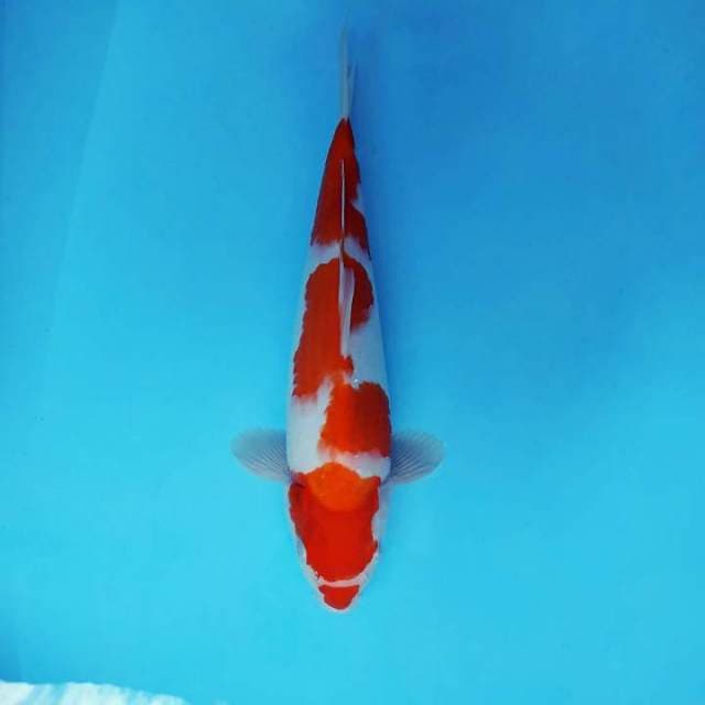 SHOGUN 14 ~ KOHAKU KUCIBENI,-