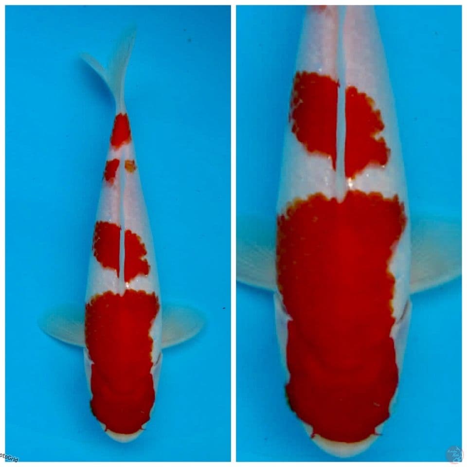 Kohaku f1 sakai 27cm