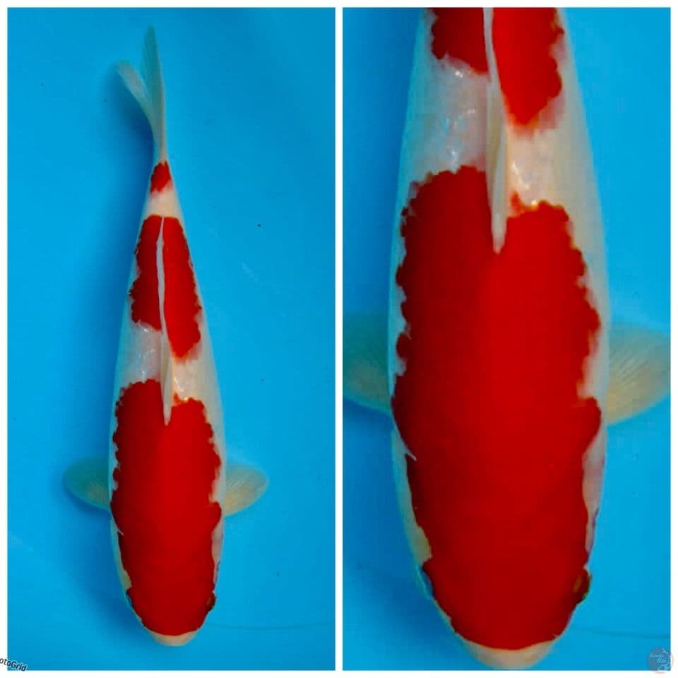 Kohaku f1 sakai 30cm