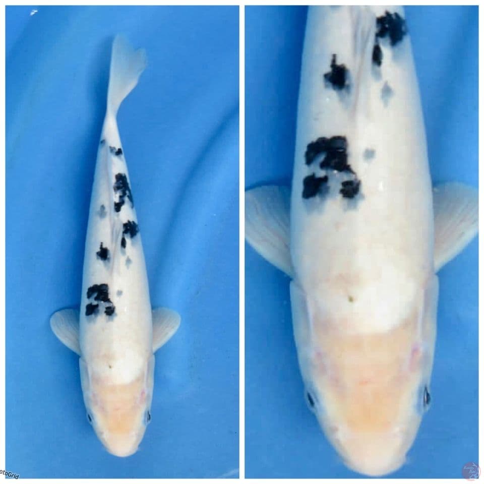 Bekko F1 35cm