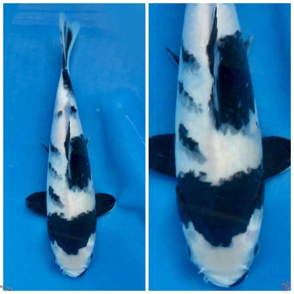 Shiro F1 sakai 25cm