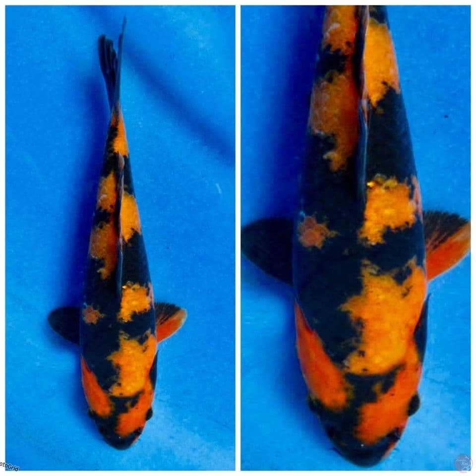 Hi utsuri bahan keep F1 Hq 19cm
