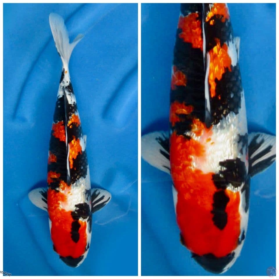 Showa Full gingrin F1 35cm