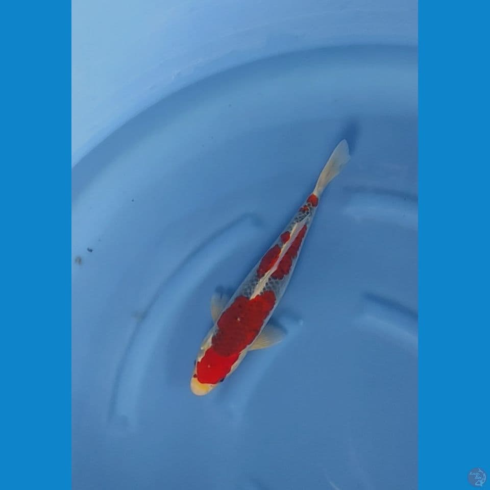 gosiki raceng 36cm