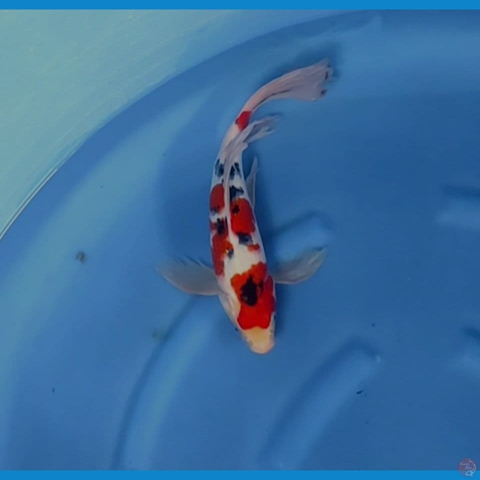 sanke kumpai gondrong 34 cm male