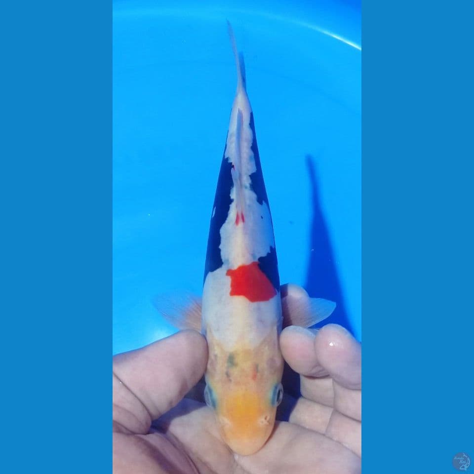 kumunriyu 22