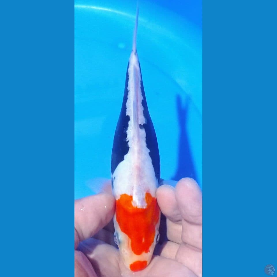 kumunriyu 22