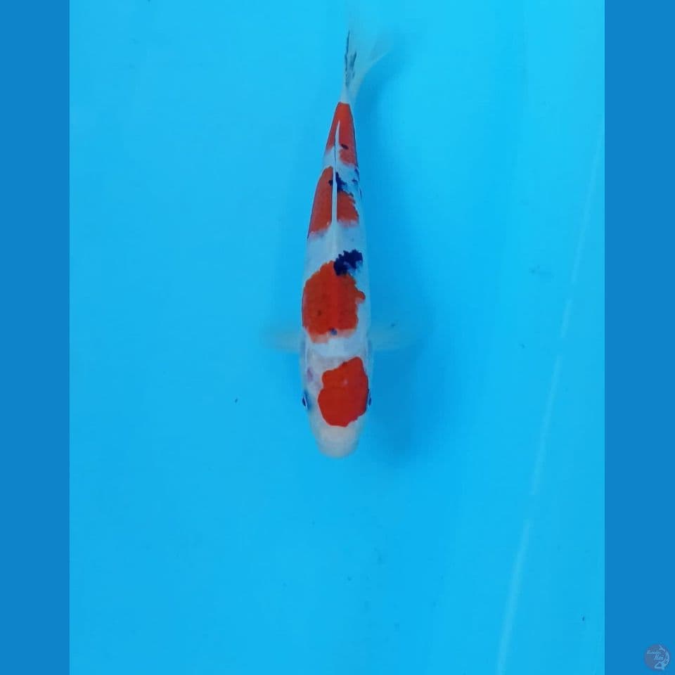 Sanke 20cm