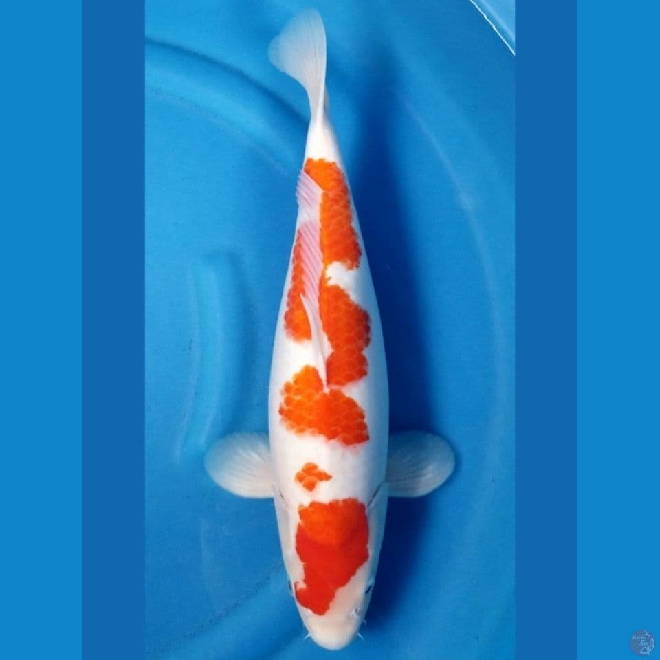 KOHAKU 43 CM