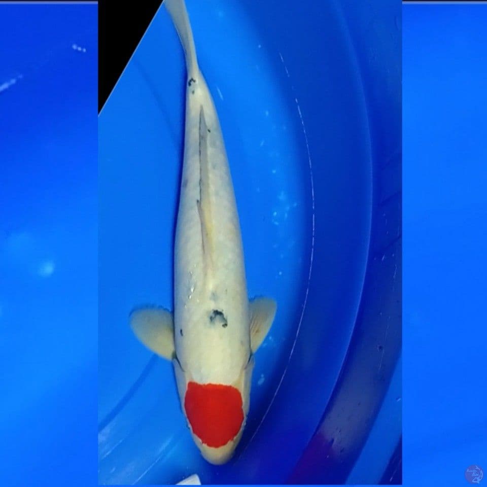 TANCHO SANKE U35CM