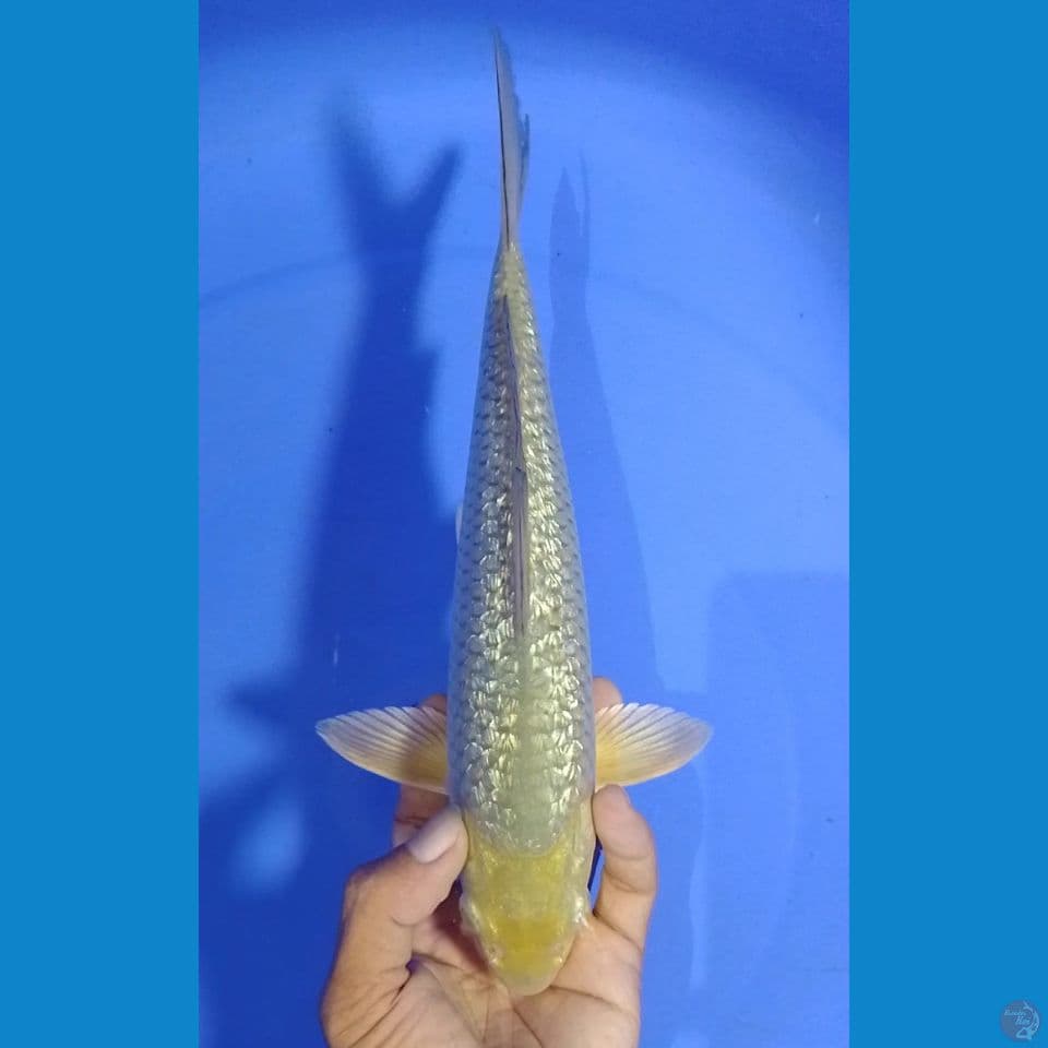 gindrin midori 28cm