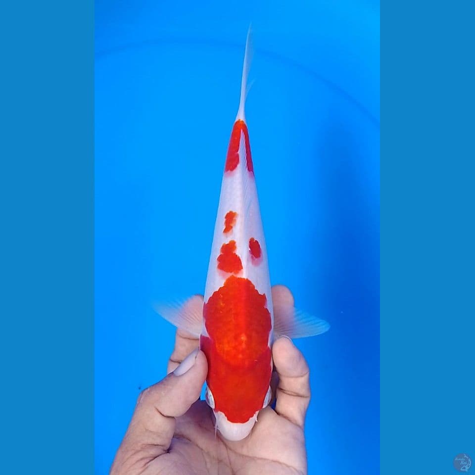 original kohaku 21cm