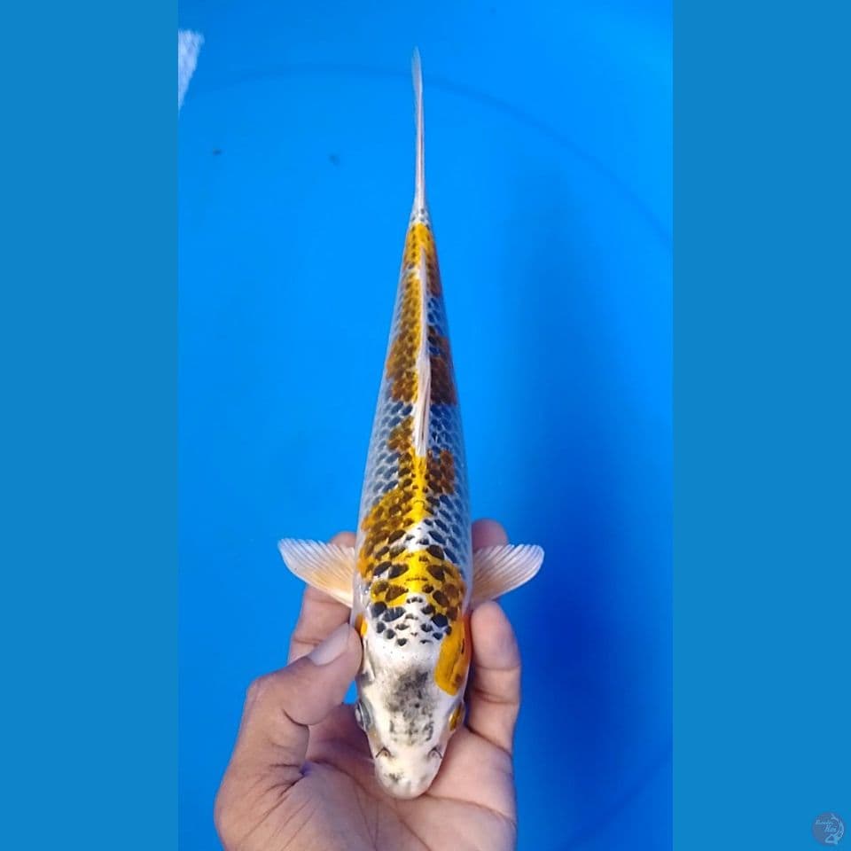 kin kujaku 25cm