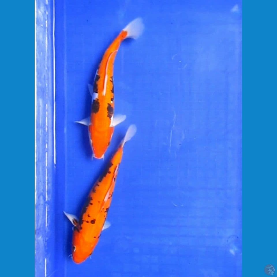 Beni Kumonryu 24Cm