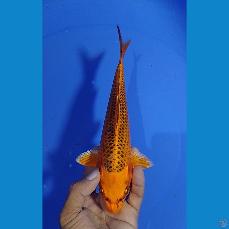 aka matshuba 23cm