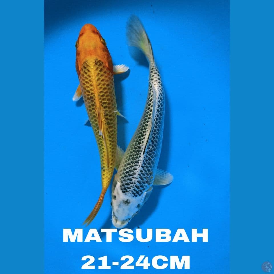 MATSUBAH 21-24cm