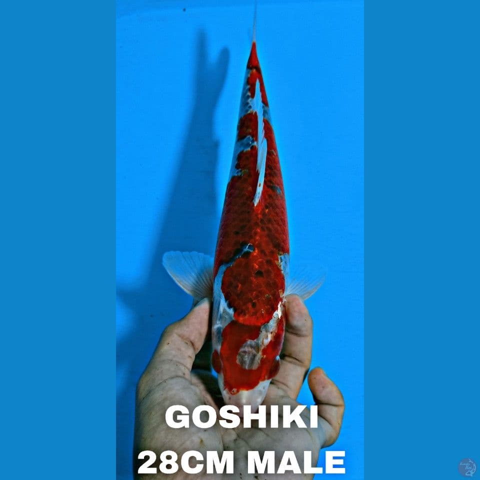 Goshiki 28cm