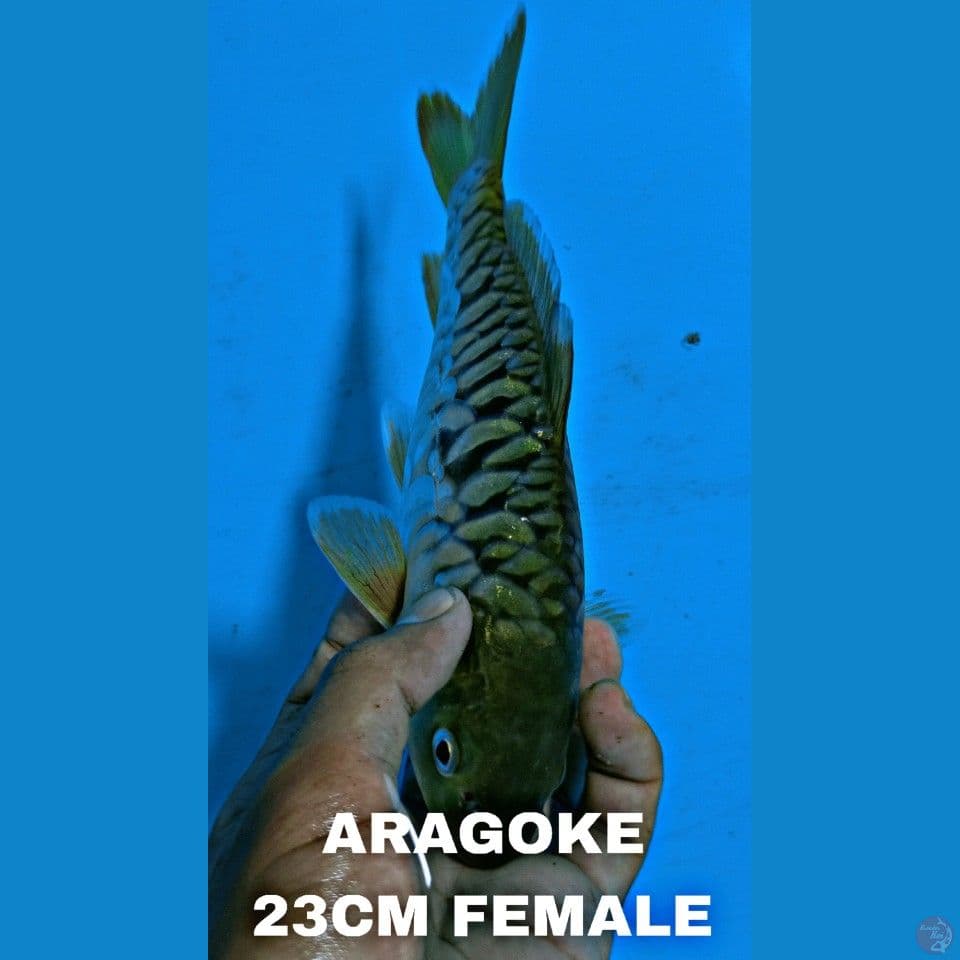 ARAGOKE 23CM