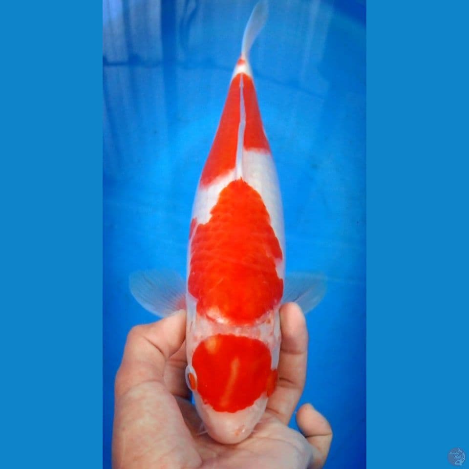 MARUTEN KOHAKU F/31CM