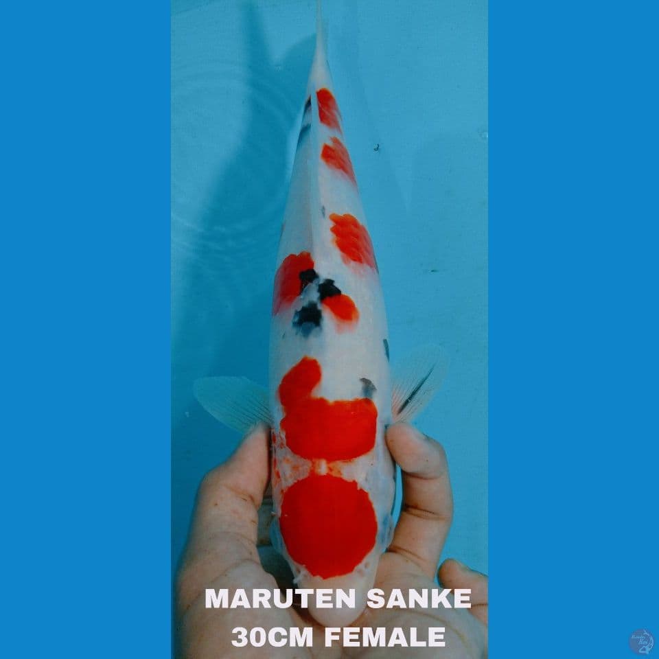 MARUTEN SANKE 30cm
