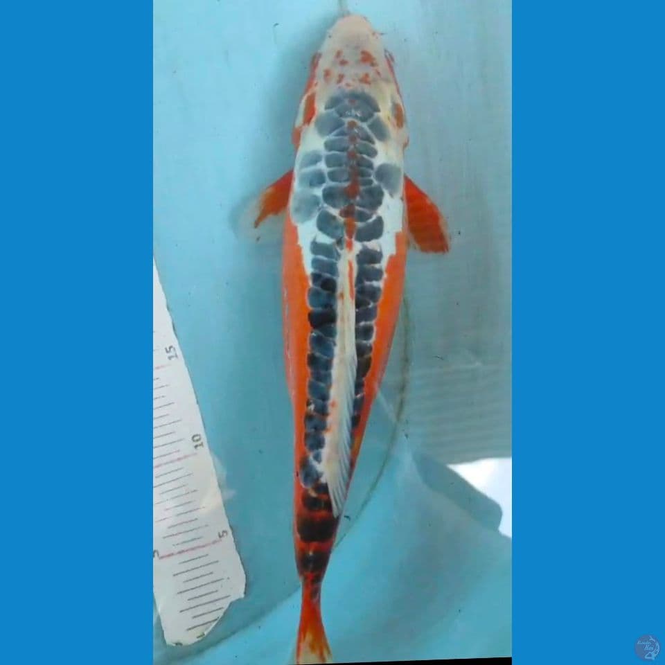 shusui 35cm