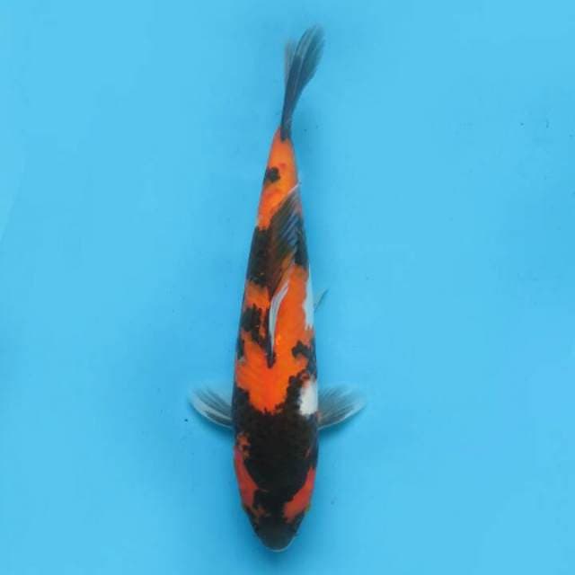 Showa 30cm