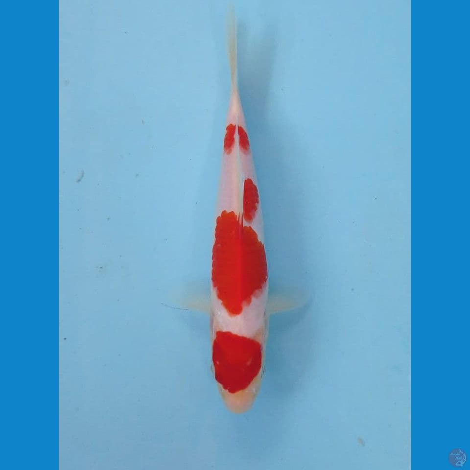 kohaku, 18 cm
