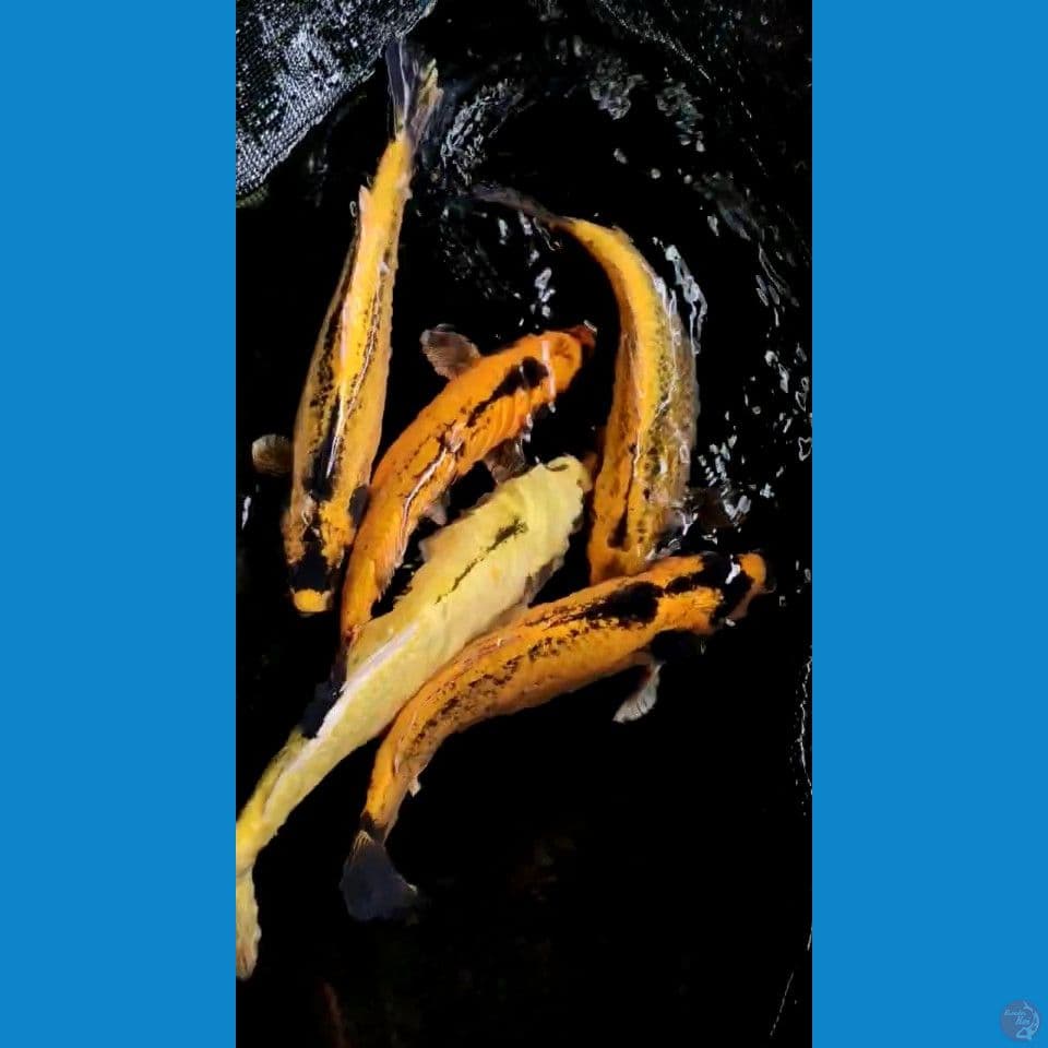 sk banana