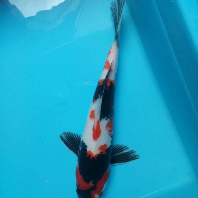 Showa 34cm