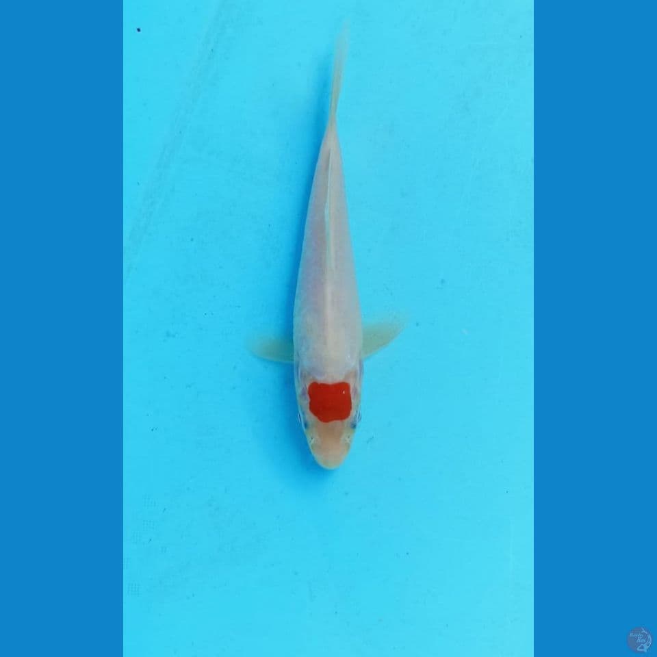 Tancho 16cm