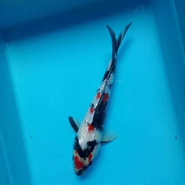 Showa ginrin 28cm