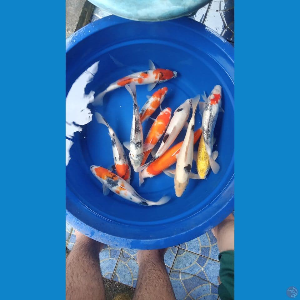 Mix Koi 23-33 cm