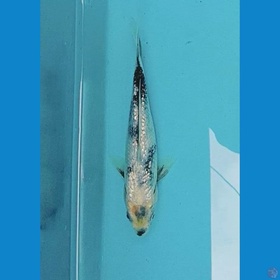 Shiro Ginrin 20 cm