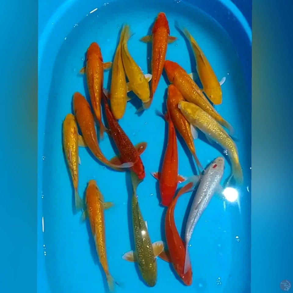 PAKET PENJINAK GINDRIN 16EKOR 25UP