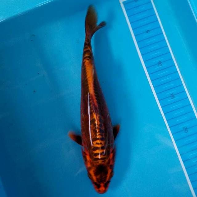Koi spesial