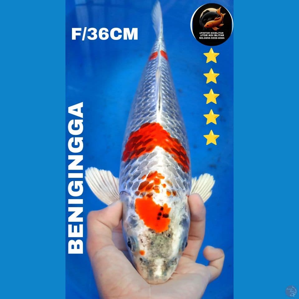BENIGINGGA F/36CM