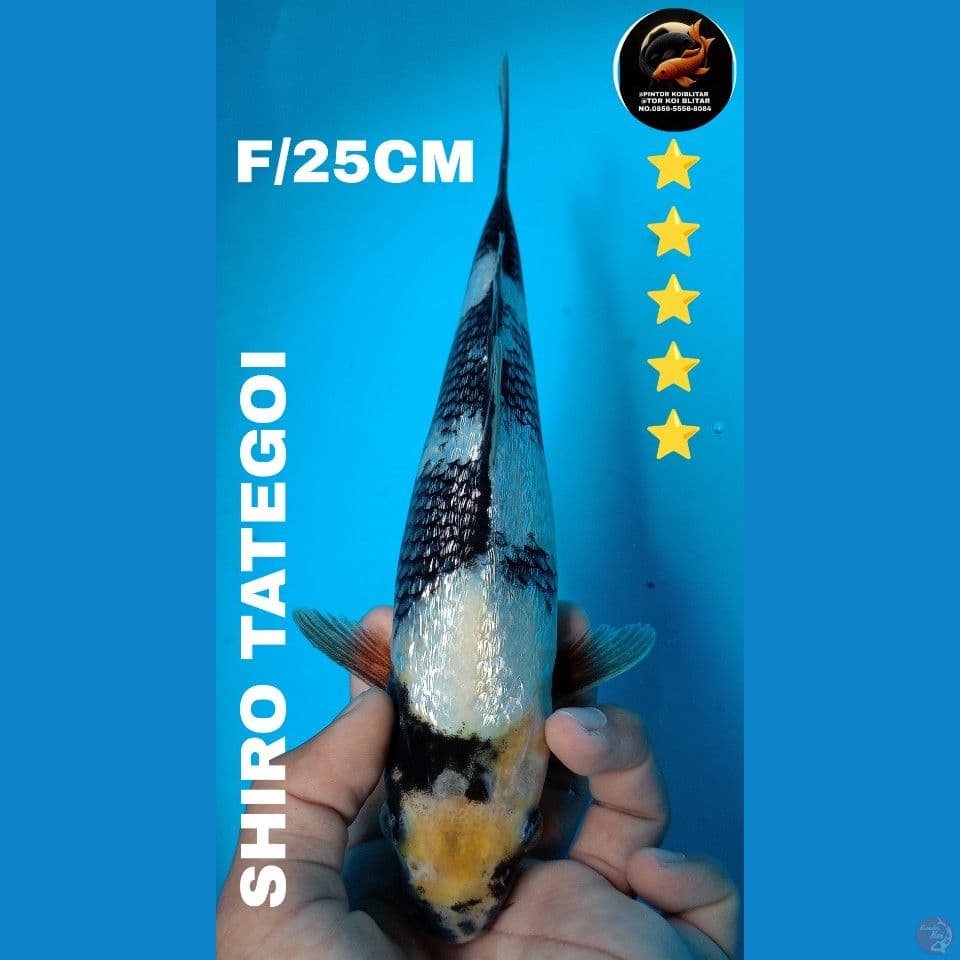 shiro 25cm