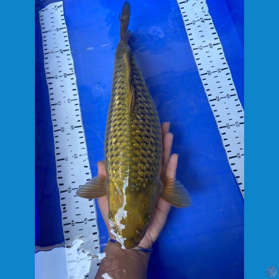 36 midori