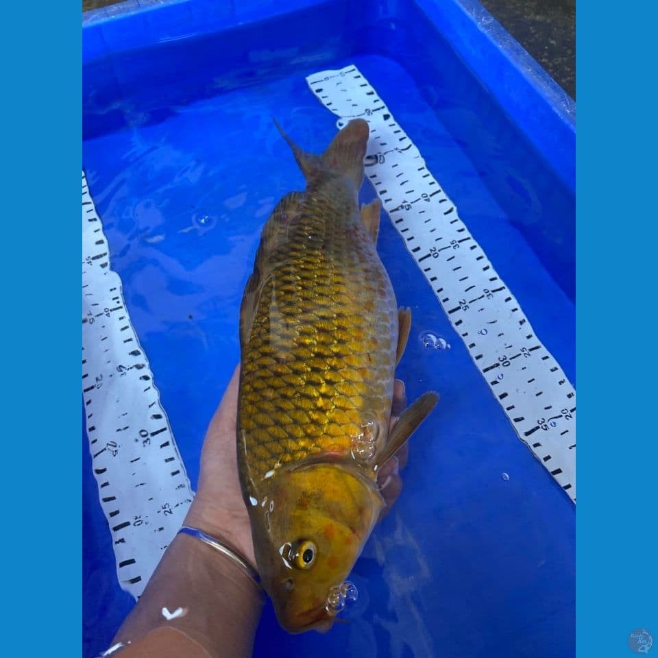 35 midori punuk