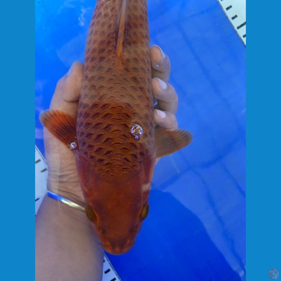 chagoi jagung