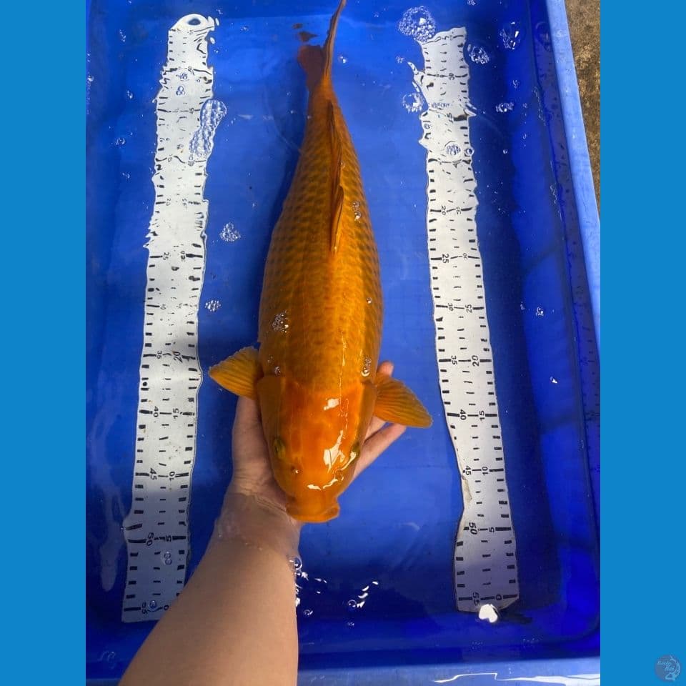 48 chagoi jumbo