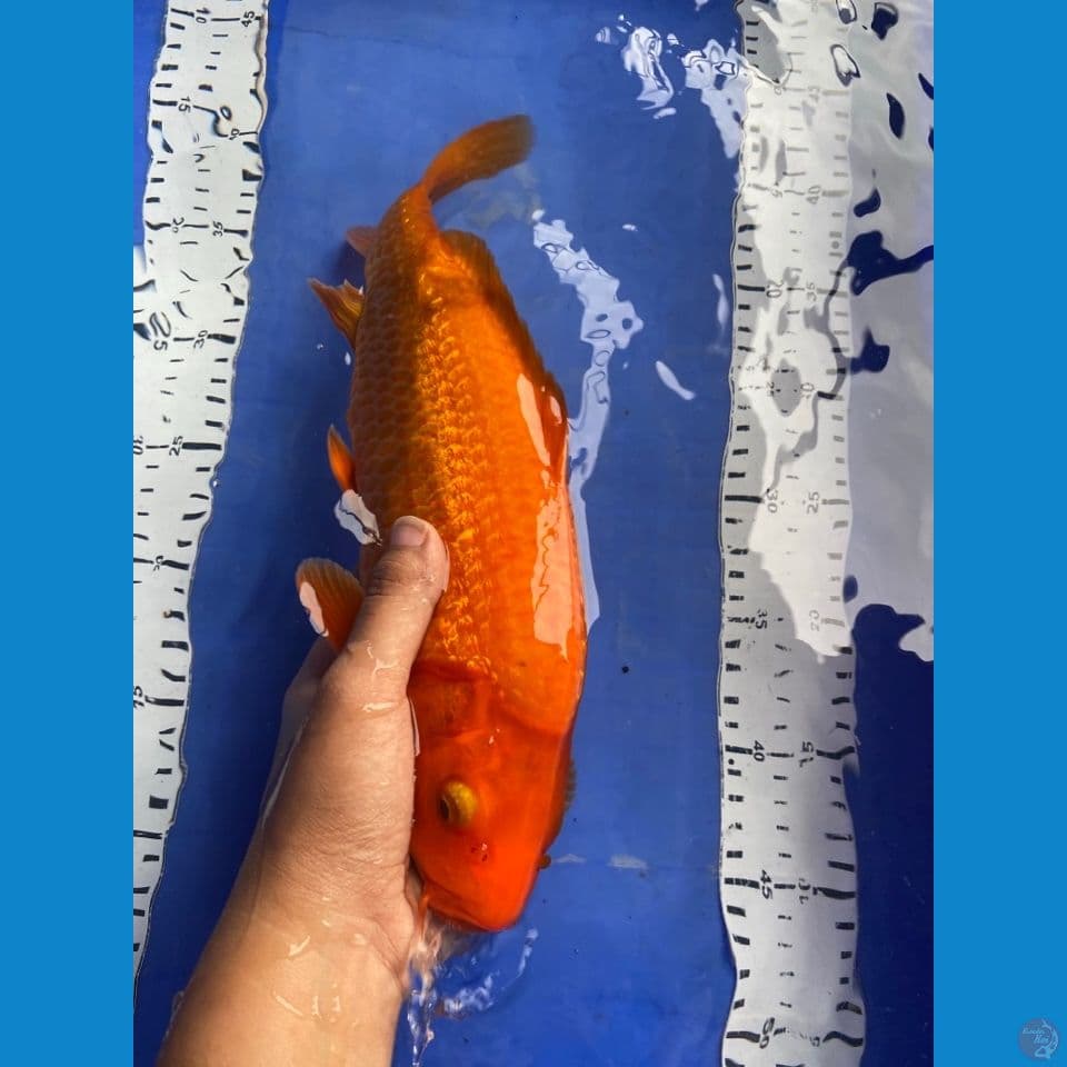 red karashi punuk