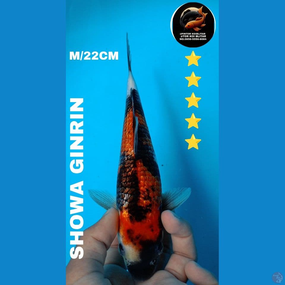 showa 22cm