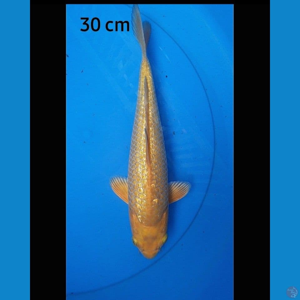 Karashi ginrin 30 cm bulky