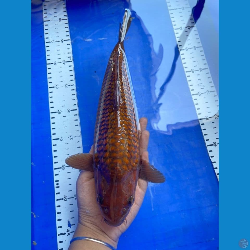 chagoi ginrin punuk 33