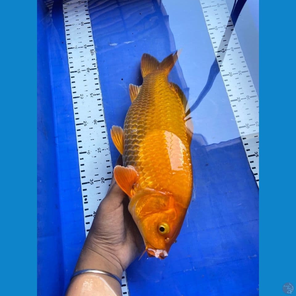 karashi punuk 34