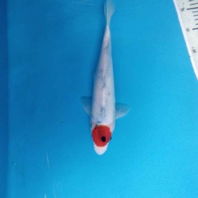 Tancho showa 30 cm