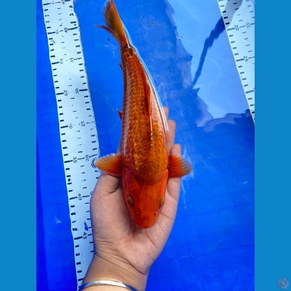 chagoi karamel ginrin punuk