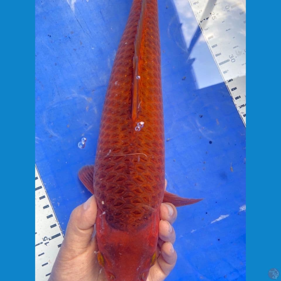 35 chagoi njagung